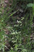 Asperula laevigata