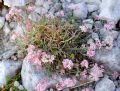 Asperula cynanchica subsp. neglecta