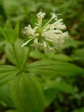 Asperula taurina