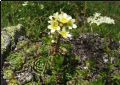 Galium anisophyllon