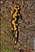 Salamandra salamandra gigliolii