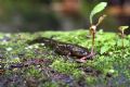 Salamandra salamandra gallaica