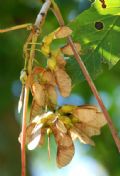 Acer pseudoplatanus