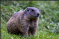 Marmota marmota