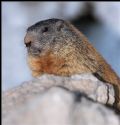 Marmota marmota