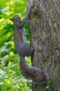 Sciurus carolinensis