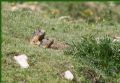 Marmota marmota