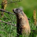 Marmota marmota