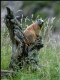 Marmota marmota