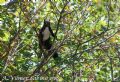 Sciurus vulgaris meridionalis