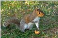 Sciurus carolinensis