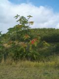 Ailanthus altissima