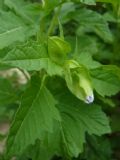 Nicandra physalodes