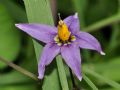 Solanum dulcamara