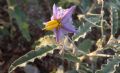 Solanum elaeagnifolium