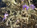 Solanum elaeagnifolium