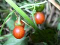 Solanum villosum