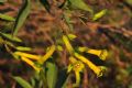 Nicotiana glauca