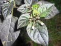 Solanum nigrum