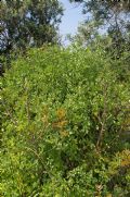 Salpichroa origanifolia