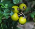 Solanum linnaeanum