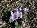 Mandragora autumnalis