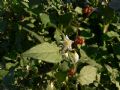 Solanum villosum