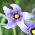 Solanum dulcamara