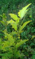 Solanum carolinense