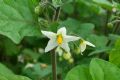 Solanum nigrum