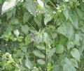 Solanum dulcamara