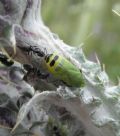 Tettigometra sulphurea (cfr.)