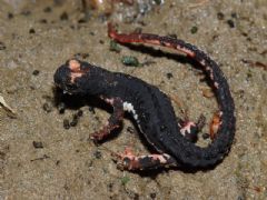 Salamandridae