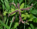 Urtica membranacea