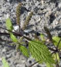 Urtica urens