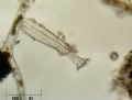 Thuricula sp.