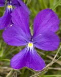 Viola calcarata