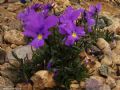 Viola calcarata subsp. cavillieri