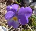 Viola eugeniae