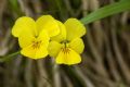 Viola calcarata subsp. cavilleri