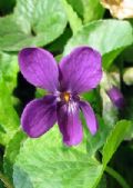 Viola odorata