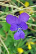 Viola aethnensis subsp. splendida