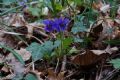 Viola alba subsp. dehnhardtii