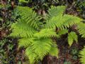 Athyrium filix-femina