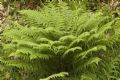 Athyrium filix-femina