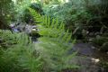 Athyrium filix-femina