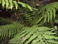 Athyrium filix-femina