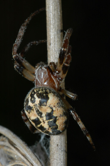 Larinioides sp. femmina