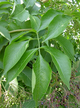 foglie di sambuco